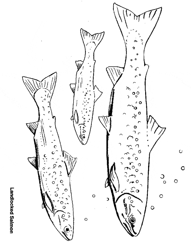 free Salmon coloring page