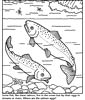 salmon coloring page