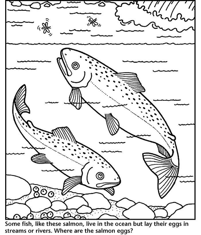 Salmon with open mouth