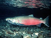 Salmon picture