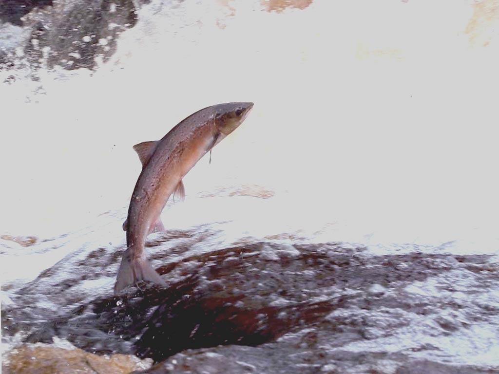 free Salmon wallpaper wallpapers and background