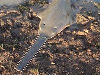 Sawfish image