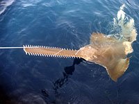 Sawfish photo