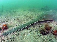 Sawfish