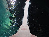 Sawfish