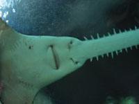 Sawfish image