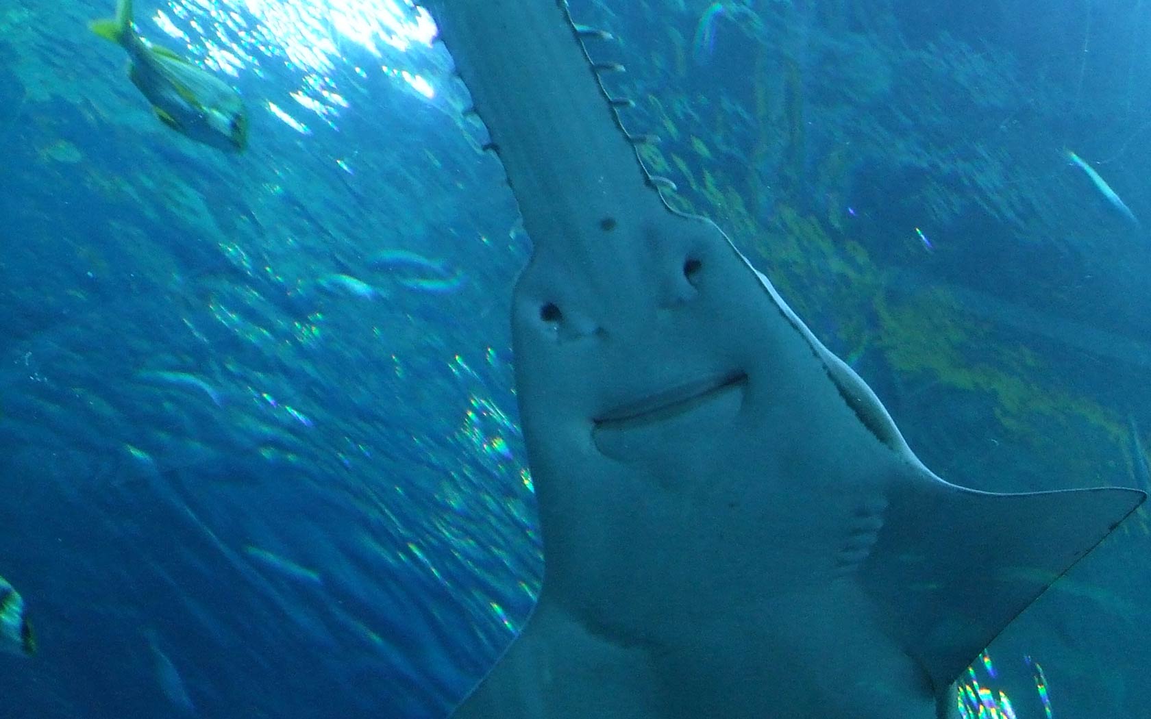 free Sawfish wallpaper wallpapers download