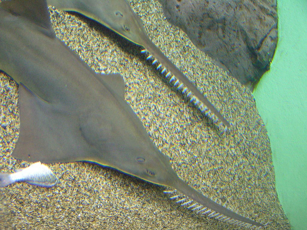 free Sawfish wallpaper wallpapers download