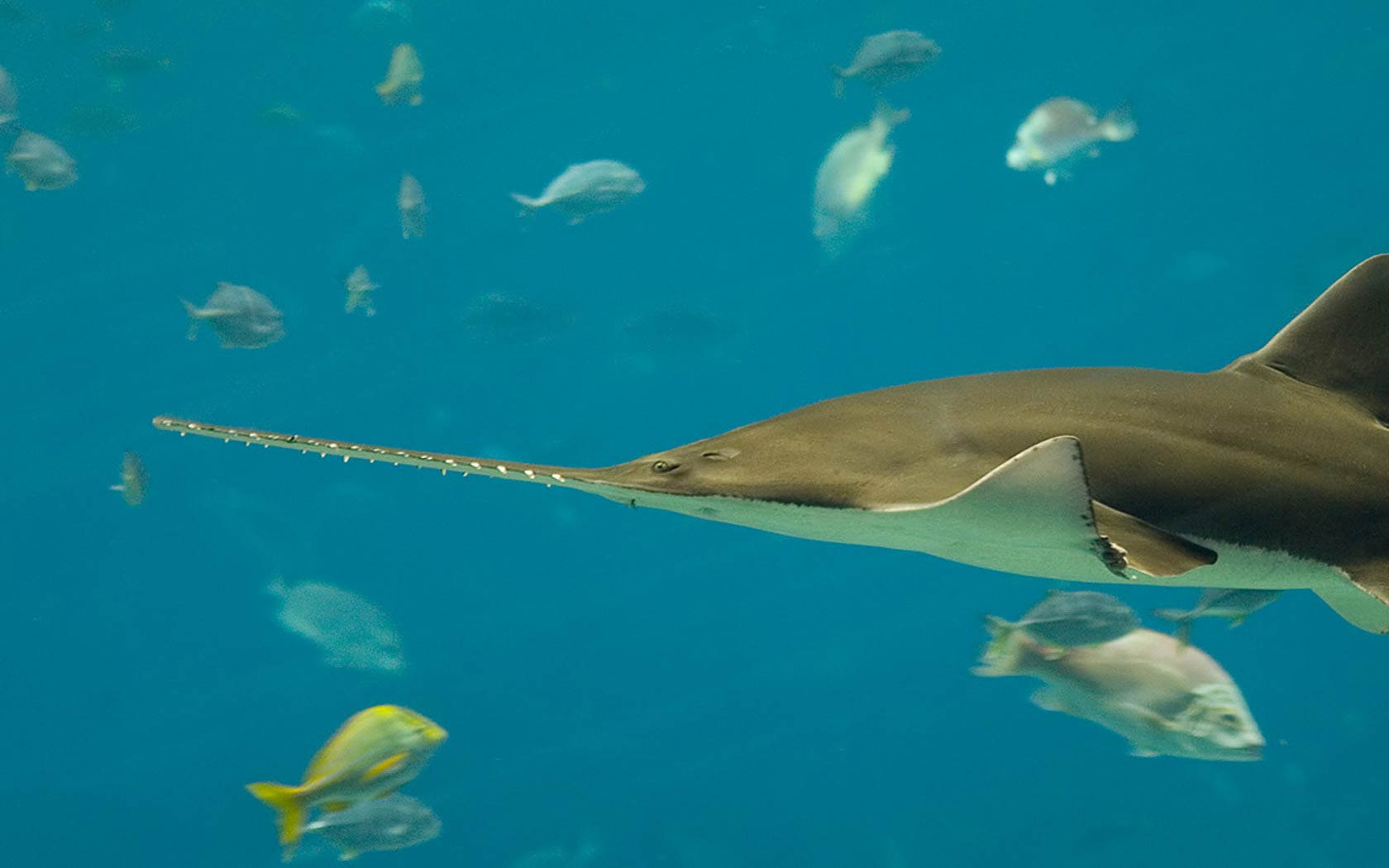 free Sawfish wallpaper wallpapers download