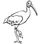 scarlet ibis coloring page