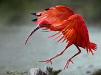 Scarlet Ibis