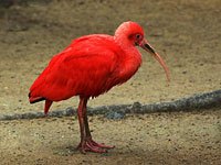 Scarlet Ibis image