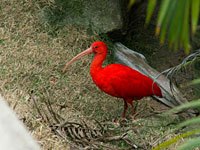 Scarlet Ibis picture
