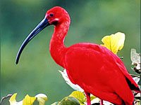 Scarlet Ibis photo