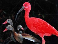 Scarlet Ibis image