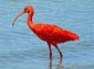 Scarlet Ibis wallpaper