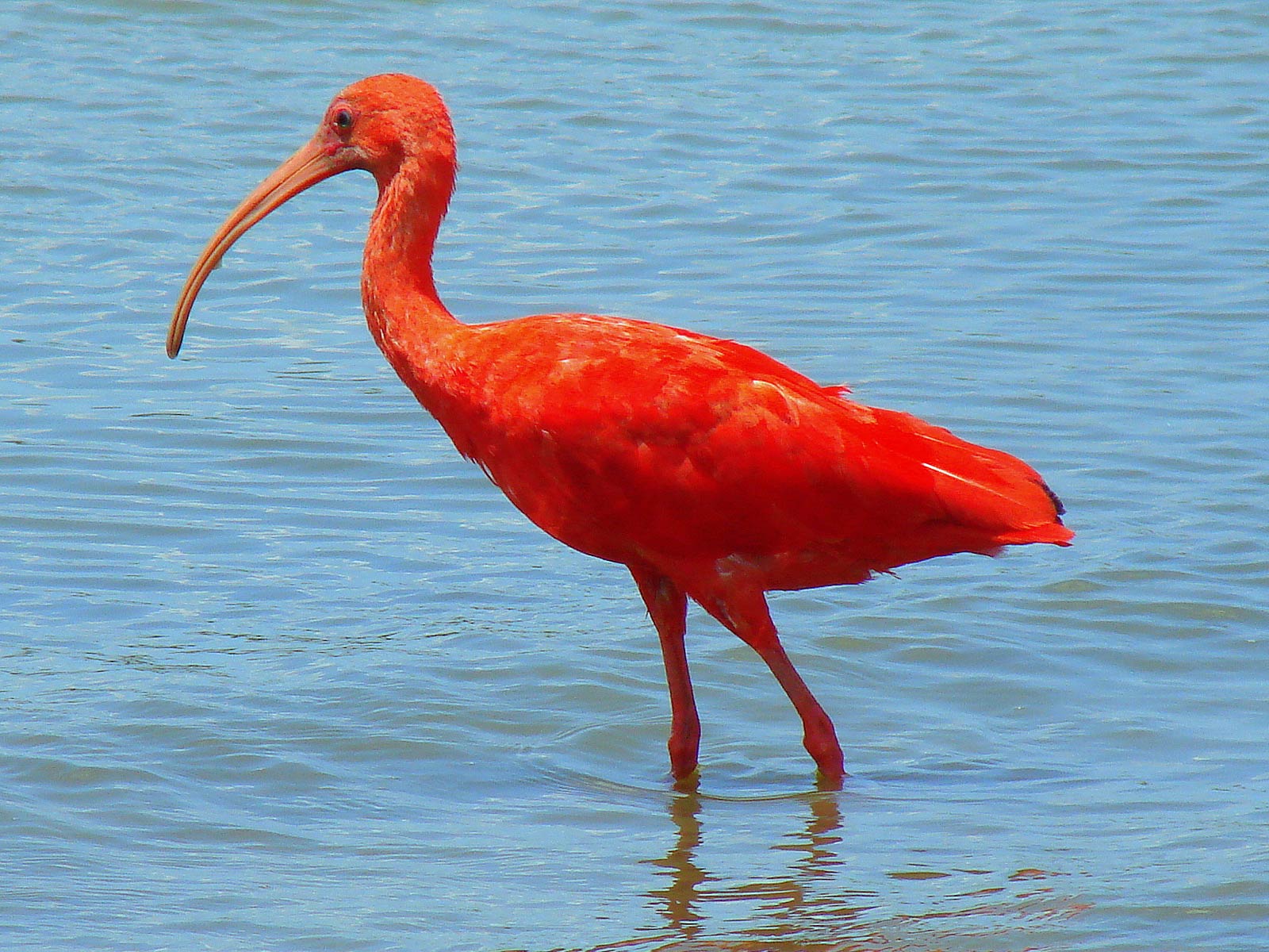 free Scarlet Ibis wallpaper wallpapers download