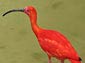 scarlet ibis wallpaper