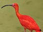 Scarlet Ibis wallpaper