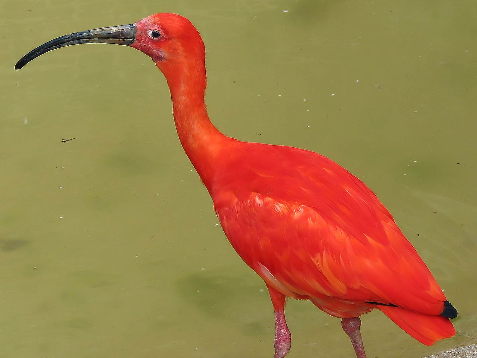 free Scarlet Ibis wallpaper wallpapers download