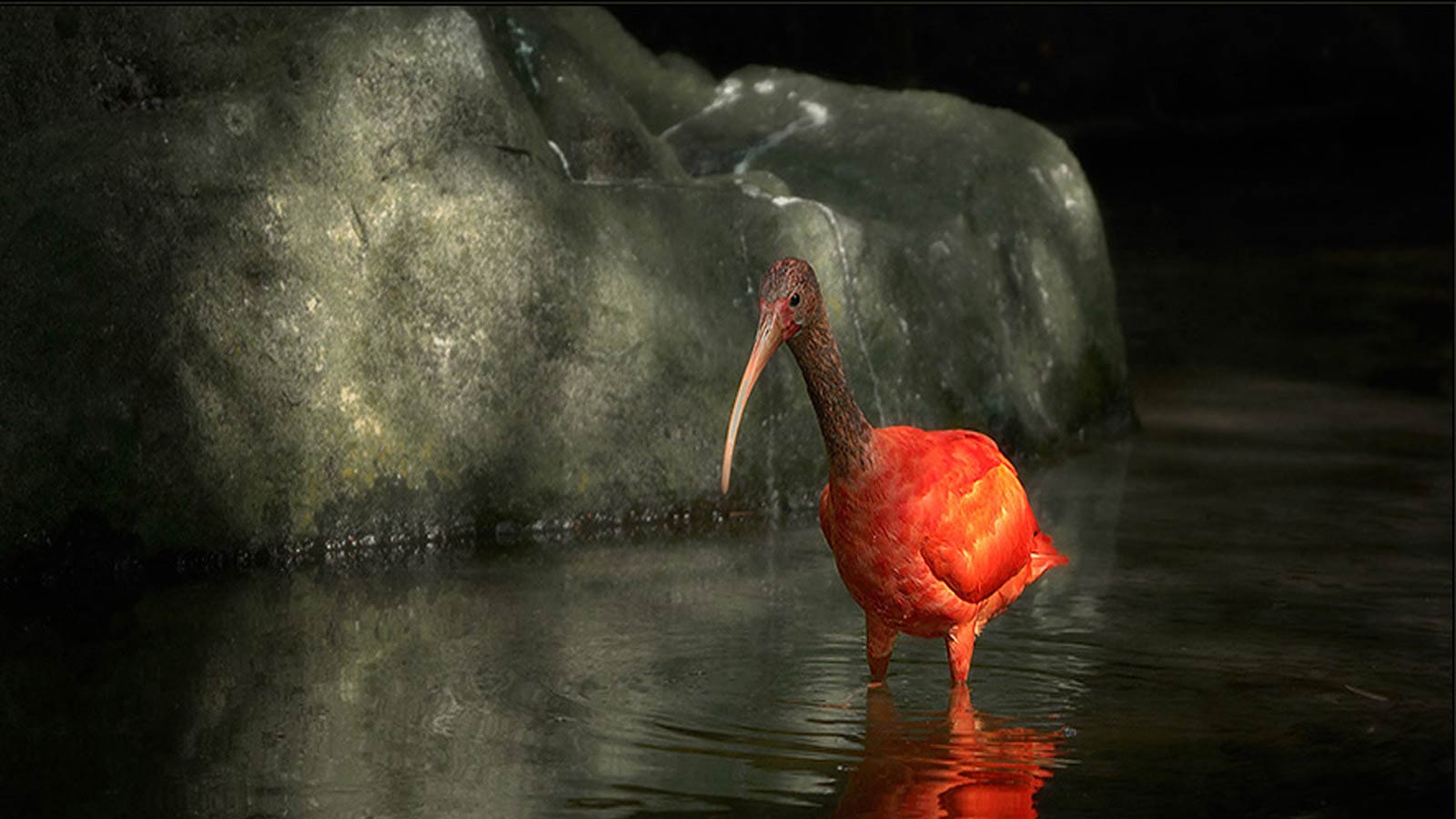 free Scarlet Ibis wallpaper wallpapers download