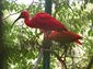 scarlet ibis wallpapers