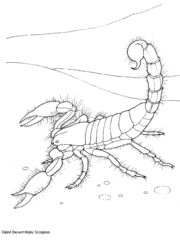 free Scorpion coloring page