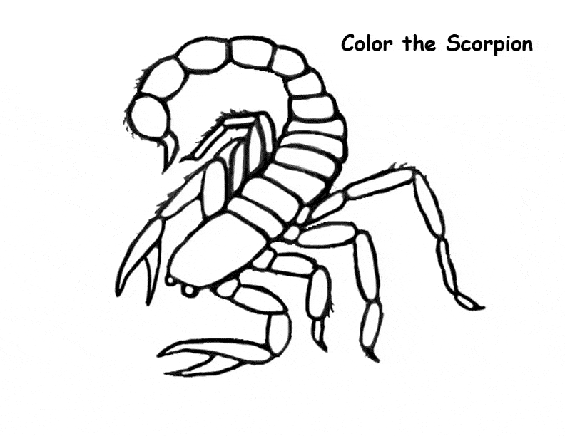 Download Scorpion coloring page - Animals Town - Animal color sheets Scorpion picture