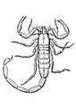 Scorpion coloring page