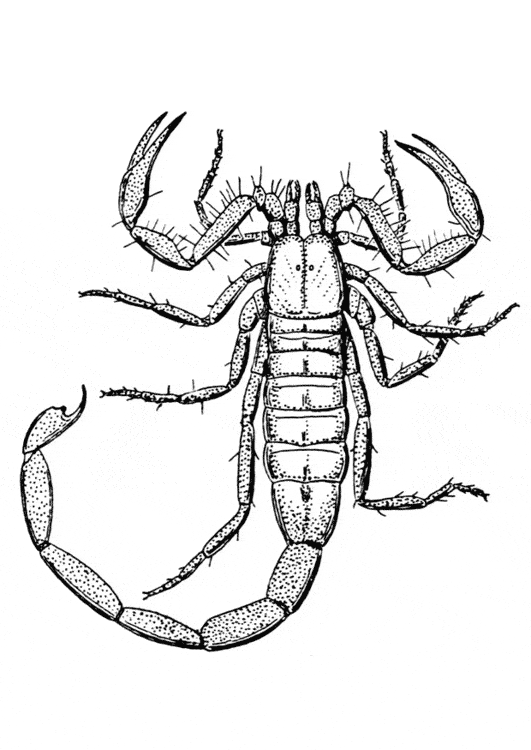 free Scorpion coloring page