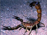 Scorpion picture