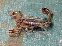 Scorpion picture