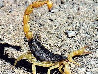 Scorpion picture