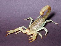 Scorpion picture