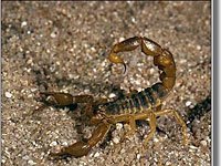 Scorpion photo