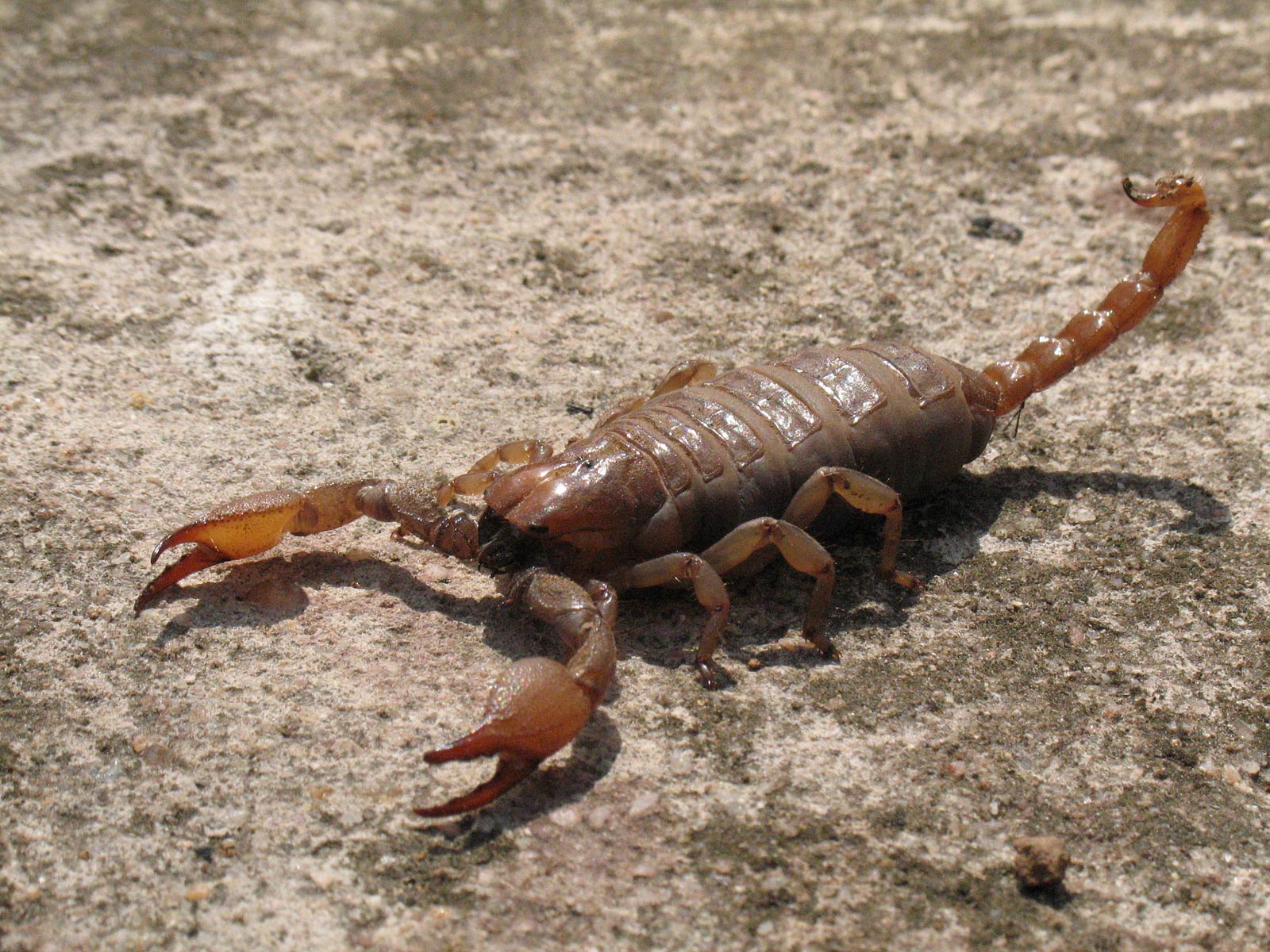 free Scorpion wallpaper wallpapers download