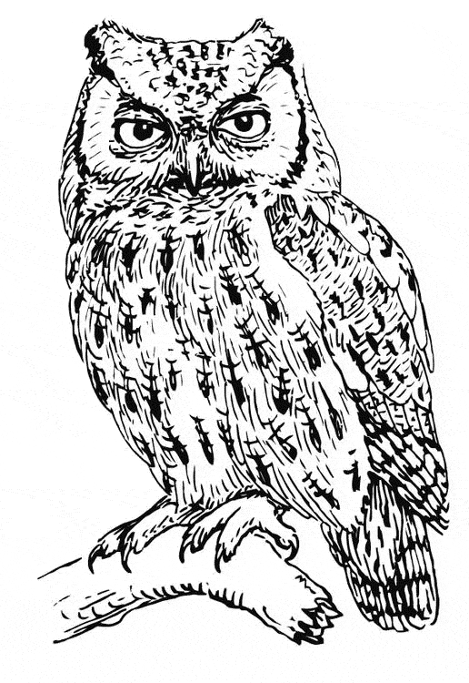 free Screech Owl coloring page