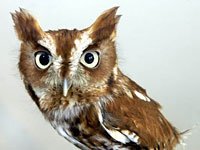 Screech Owl picture