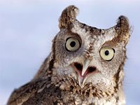 Funny Screech Owl