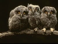 Screech Owl image