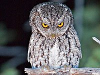 Screech Owl image