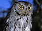 Screech Owl wallpaper