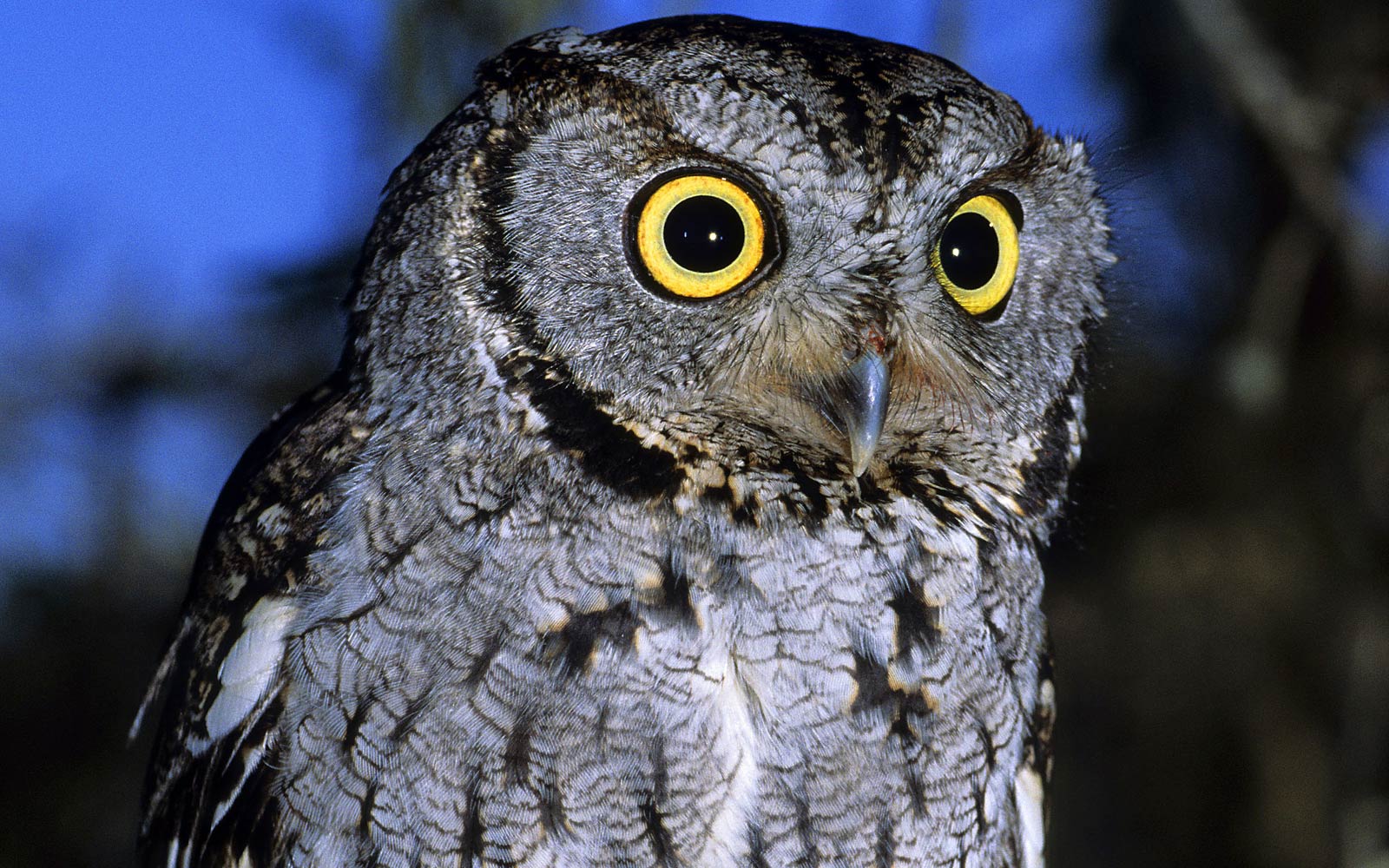 free Screech Owl wallpaper wallpapers download