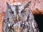 Screech Owl wallpaper