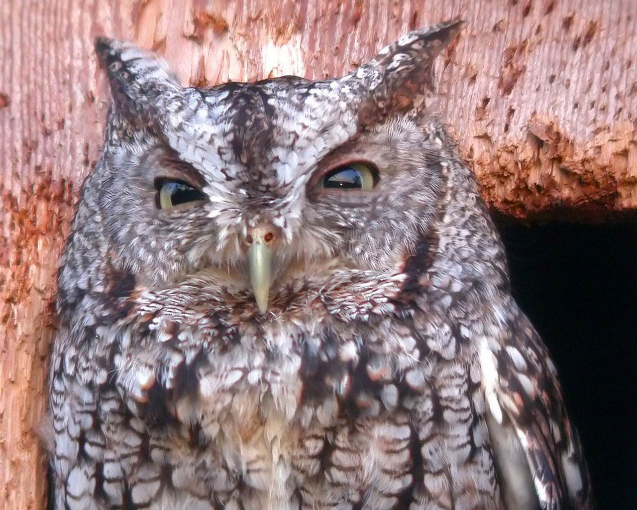 free Screech Owl wallpaper wallpapers download