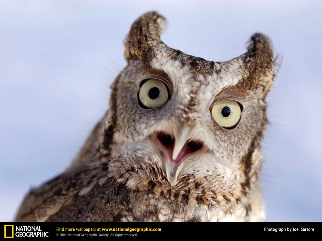 free Screech Owl wallpaper wallpapers download