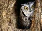 screech owl desktop wallpaper
