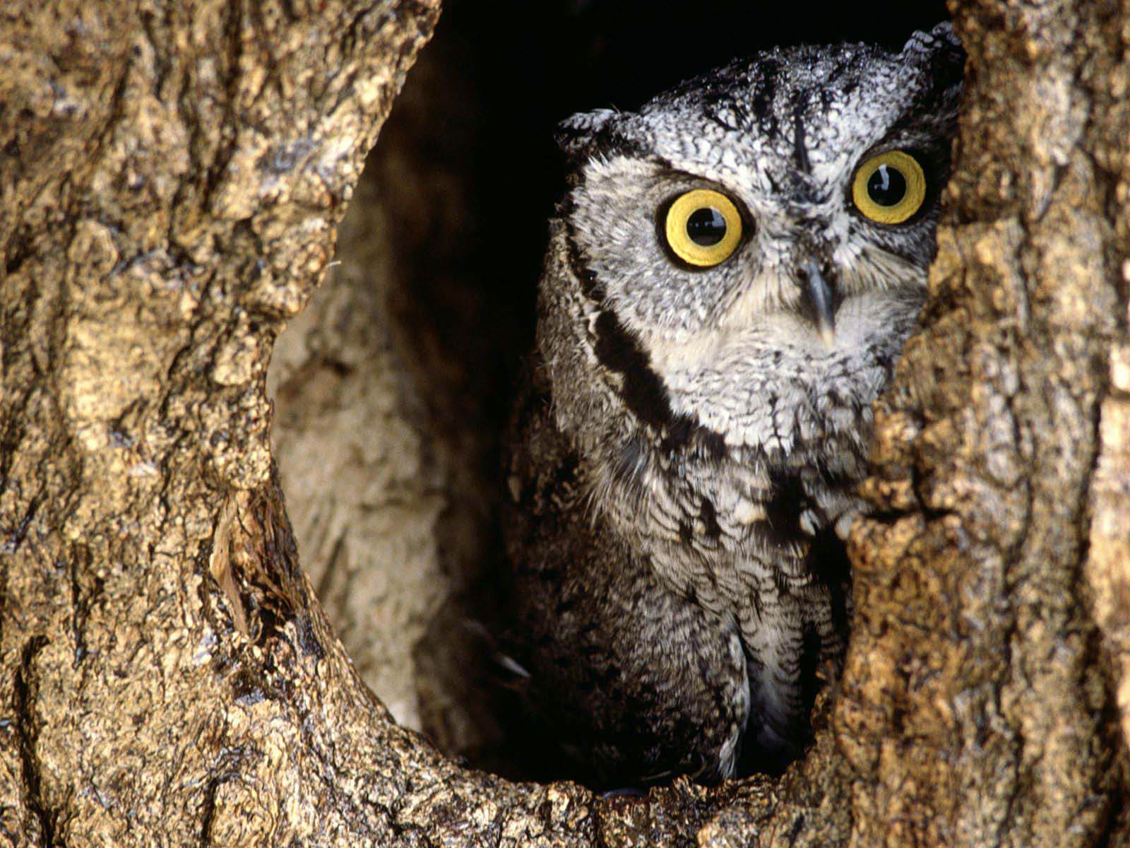 free Screech Owl wallpaper wallpapers and background