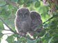 Screech Owl wallpaper