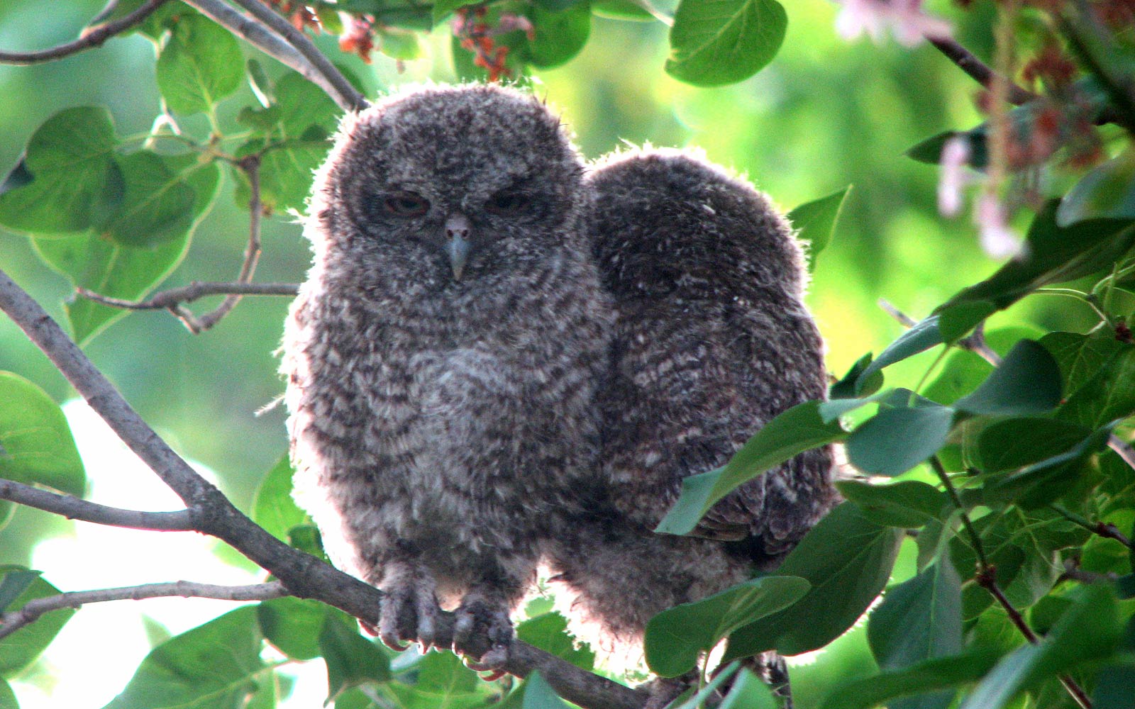 free Screech Owl wallpaper wallpapers download